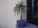 Araucaria cunninghamii v. glauca