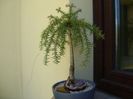 Araucaria cunninghamii v. glauca