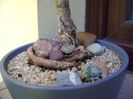 Araucaria cunninghamii v. glauca, detaliu
