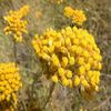 Imortela-Helichrysum italicum - 24 lei