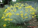 Imortela-helichrysum-italicum