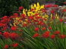 Crocosmia Lucifer