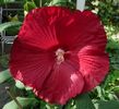 ﻿Hibiscus Moscheutos Luna Red- 18 lei