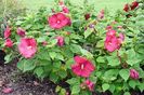 Hibiscus Moscheutos Luna Red