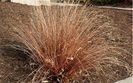 Iarba decorativa Carex buchananii Red Rooster- 15 lei