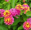 Lantana Camara Pink - 24 lei