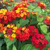 Lantana Camara Red- 24 lei