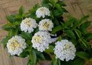 Lantana Camara White- 24 lei