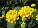 Lantana Camara Yellow - 24 lei