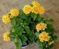 Lantana Camara Yellow
