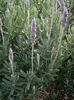 Lavandula Dentata - 15 lei