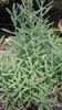 Lavandula Dentata