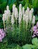 Liatris  Spicata White
