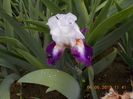 impression de jouy-10