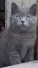 British Shorthair blu