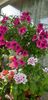 IMG-20190612-WA0017