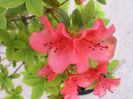 Rhododendron japonica azalea geisha 2