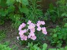 Oenothera speciosa 8