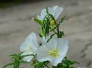 Oenothera Albicaulis 3