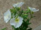 Oenothera Albicaulis 4