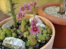 Sempervivum