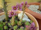Sempervivum