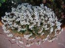Sedum album