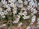 Sedum album