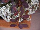 Sedum album