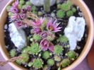 Sempervivum
