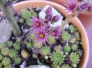 Sempervivum