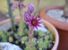 Sempervivum
