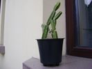 Cissus quadrangularis