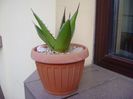 Agave horrida