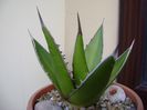 Agave horrida
