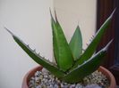 Agave horrida