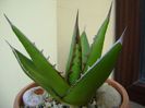 Agave horrida