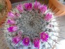 Mammillaria formosa ssp. chionocephala