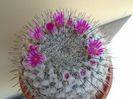 Mammillaria formosa ssp. chionocephala