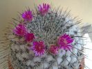 Mammillaria formosa ssp. chionocephala