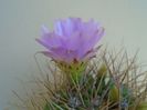 Acanthocalycium spiniflorum