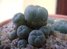 Lophophora williamsii v. caespitosa