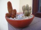 Mammillaria elongata & Mammillaria elongata cv. Copper King