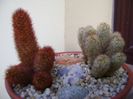 Mammillaria elongata & Mammillaria elongata cv. Copper King