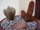Mammillaria elongata & Mammillaria elongata cv. Copper King
