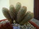 Mammillaria elongata