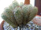 Mammillaria elongata