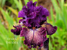 Dark Drama-treminat