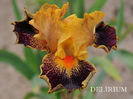 delirium 15 lei