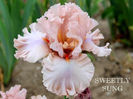 Sweetly Sung-terminat